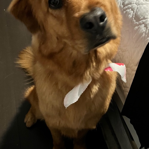 Meet your Posher, Rita - Picture 13 of 16